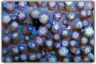 Purple Flower Pot Coral